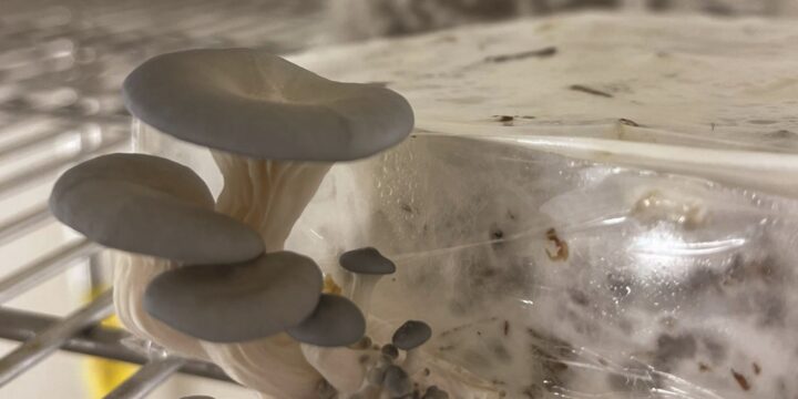 Forming Mycelium-based Composites through Computational Techniques